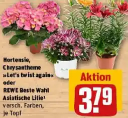 REWE Hortensie, Chrysantheme oder REWE Beste Wahl Asiatische Lilie Angebot