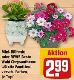 REWE Mini-Blühmix oder REWE Beste Wahl Chrysantheme Angebot