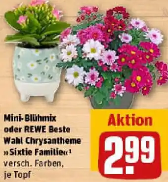 REWE Mini-Blühmix oder REWE Beste Wahl Chrysantheme Angebot
