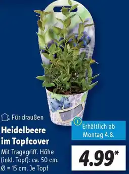 Lidl Heidelbeere im Topfcover Angebot