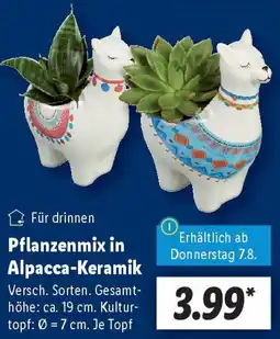 Lidl Pflanzenmix in Alpacca-Keramik Angebot