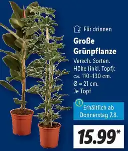 Lidl Große Grünpflanze Angebot