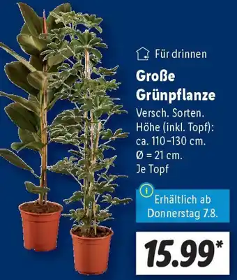 Lidl Große Grünpflanze Angebot