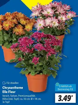 Lidl Chrysantheme Elle Fleur Angebot