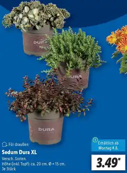 Lidl Sedum Dura XL Angebot