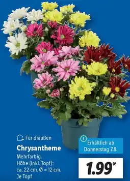 Lidl Chrysantheme Angebot