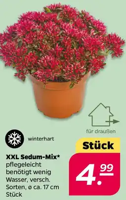 NETTO XXL Sedum-Mix Angebot