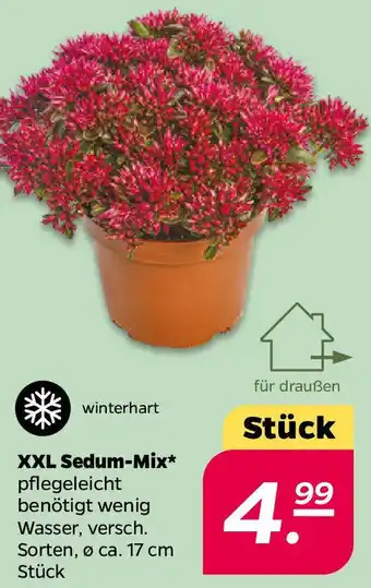 NETTO XXL Sedum-Mix Angebot