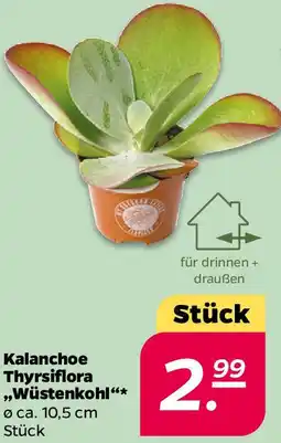 NETTO Kalanchoe Thyrsiflora ,,Wüstenkohl" Angebot