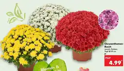 Kaufland Chrysanthemen-Busch Angebot
