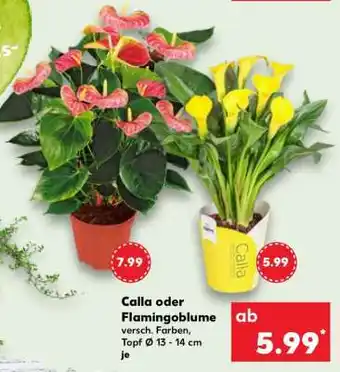 Kaufland Calla oder Flamingoblume Angebot