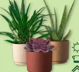 Aldi Nord Gardenline Wüstenmix Angebot