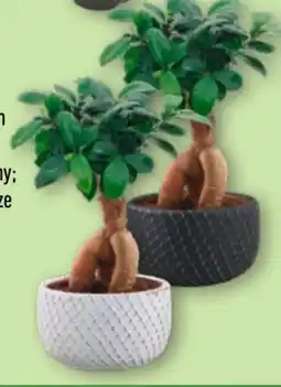 Aldi Nord Gardenline Bonsai-Ginseng Angebot