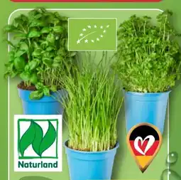 Aldi Nord Bio Smiley Bio-Kräutertopf Angebot