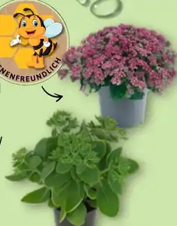 Aldi Nord Gardenline Sedum-Mix Fetthenne / Mauerpfeffer Angebot