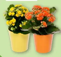 Aldi Nord Gardenline Kalanchoe Angebot