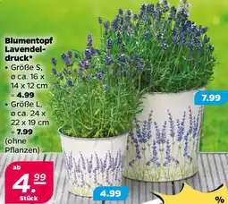 NETTO Blumentopf Lavendeldruck Angebot