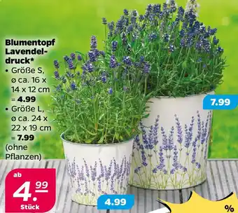 NETTO Blumentopf Lavendeldruck Angebot