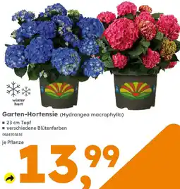 Globus Baumarkt Garten-Hortensie Angebot