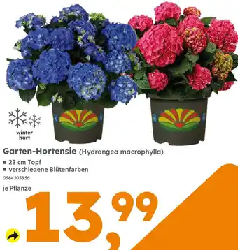 Globus Baumarkt Garten-Hortensie Angebot