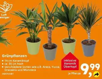 Globus Baumarkt Grünpflanzen Angebot