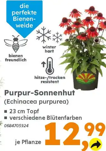 Globus Baumarkt Purpur-Sonnenhut Angebot
