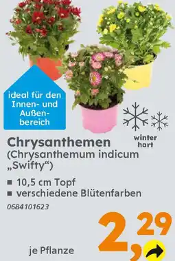 Globus Baumarkt Chrysanthemen Angebot