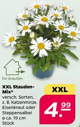 NETTO XXL Stauden Mix Angebot