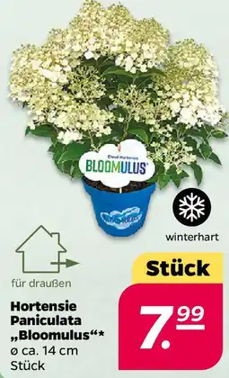 NETTO Hortensie Paniculata „Bloomulus" Angebot