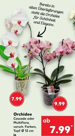 Kaufland Orchidee cascade Angebot