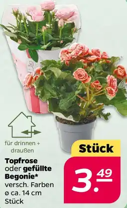 NETTO Topfrose oder gefüllte Begonie Angebot
