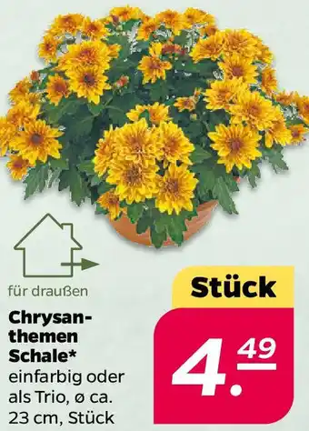 NETTO Chrysanthemen Schale Angebot