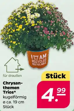 NETTO Chrysanthemen Trios Angebot