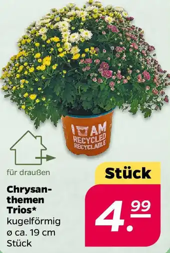 NETTO Chrysanthemen Trios Angebot