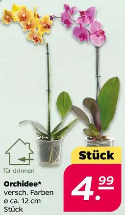 NETTO Orchidee Angebot