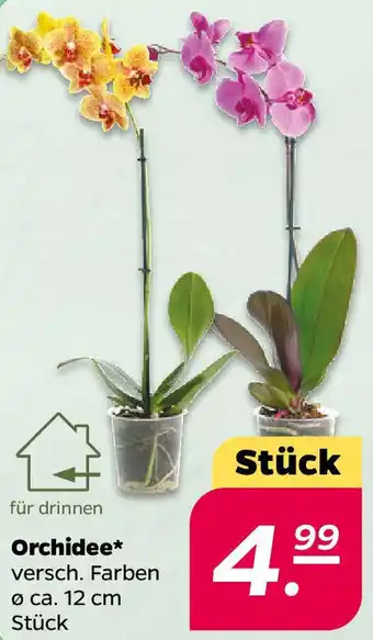 NETTO Orchidee Angebot