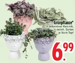 Edeka Grünpflanze Angebot