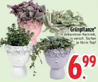 Edeka Grünpflanze Angebot