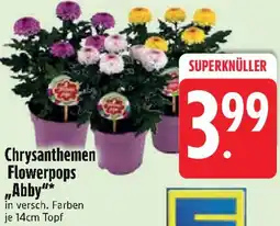 Edeka Chrysanthemen Flowerpops „Abby" Angebot