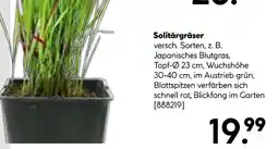 Hellweg Solitärgräser Angebot