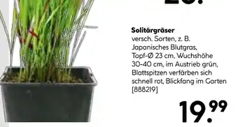 Hellweg Solitärgräser Angebot
