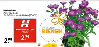 Hellweg Herbst-aster Angebot