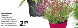 Hellweg Glockenheide daboecia 'bella beauties' Angebot
