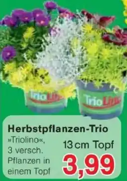 Jawoll Herbstpflanzen-Trio Angebot