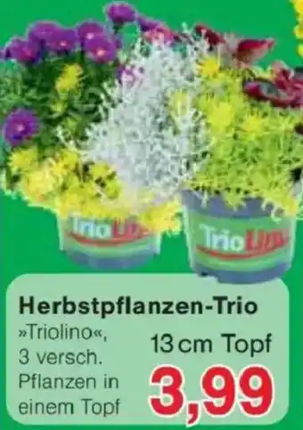Jawoll Herbstpflanzen-Trio Angebot