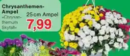 Jawoll Chrysanthemen Ampel Angebot