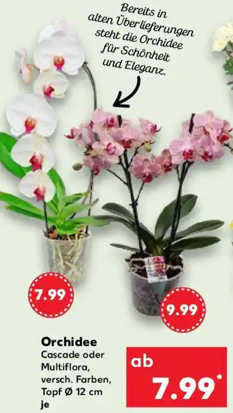Kaufland Orchidee Angebot