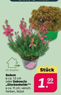 NETTO Sedum oder Daboecia 'Glockenheide' Angebot