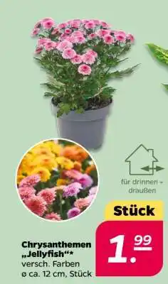 NETTO Chrysanthemen 'Jellyfish' Angebot