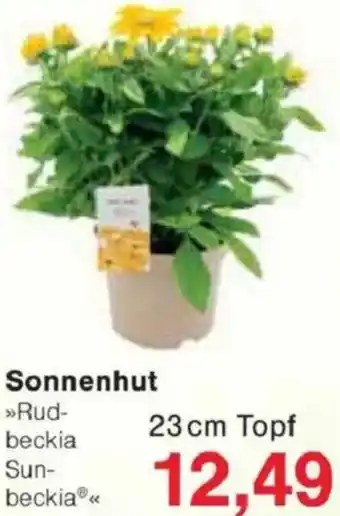 Jawoll Sonnenhut Angebot